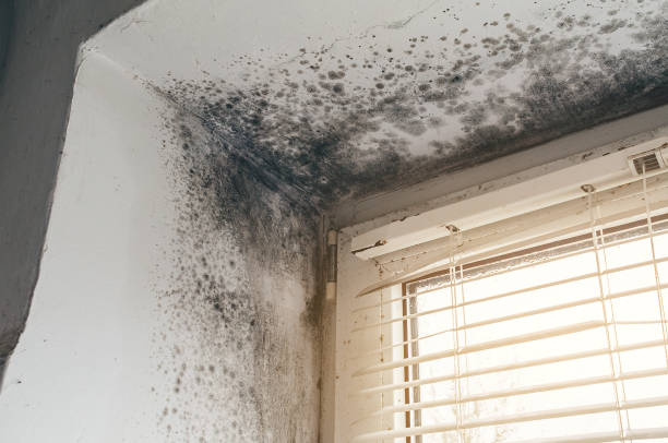 Affordable Mold Removal solutions in Churchville, NY
